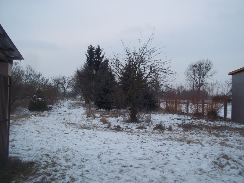 soviele nadelbäume! und kein rathausplatz in sicht, dem man die bäume andrehen könnte...