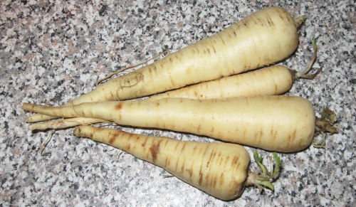 Pastinaken - Sorte Aromata.jpg