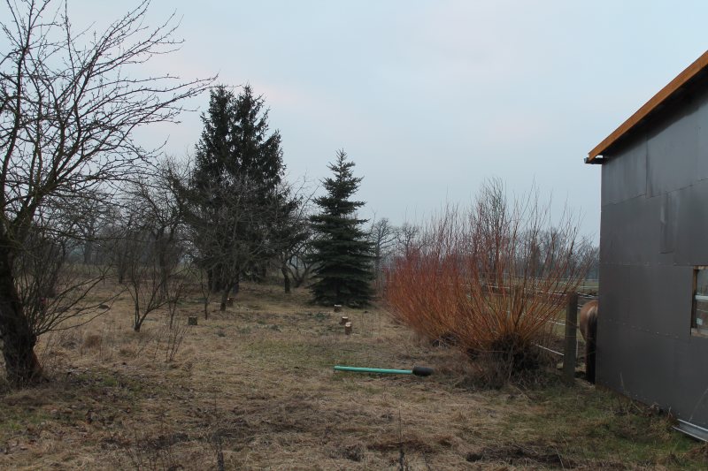 der blick vom haus in den garten am 28.2.2013 - die baumschutzverordnung läßt grüßen