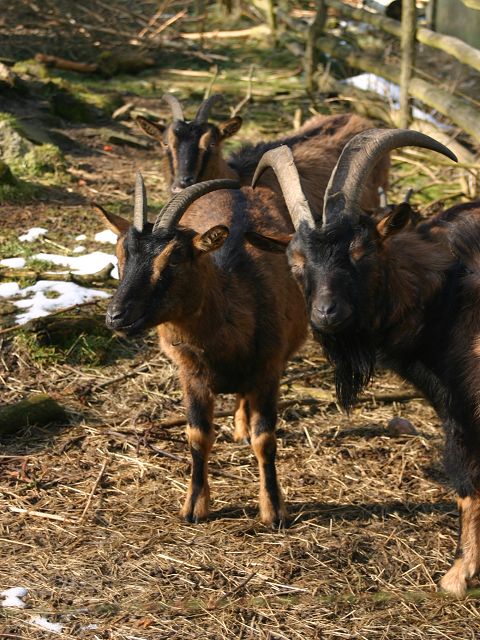 k-ziegengebirge.JPG