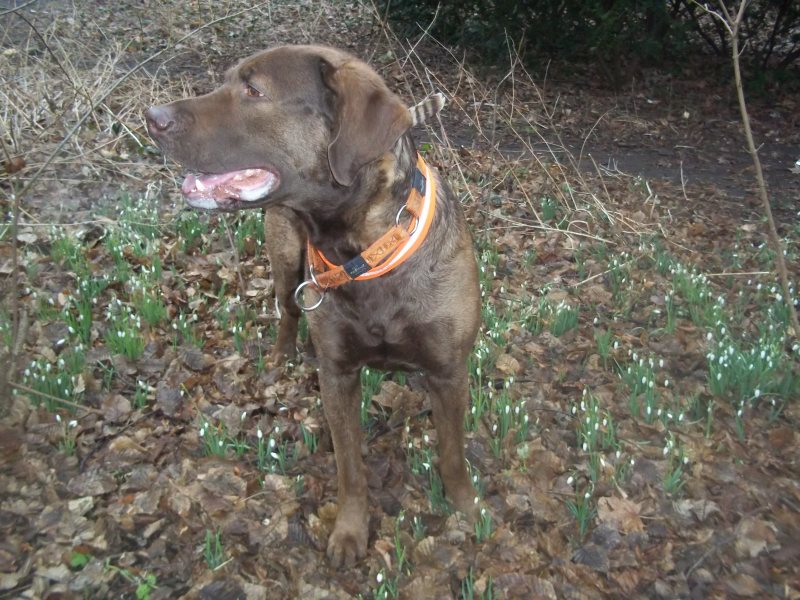 die ersten schneeglöckchen kamen schon vor einer woche