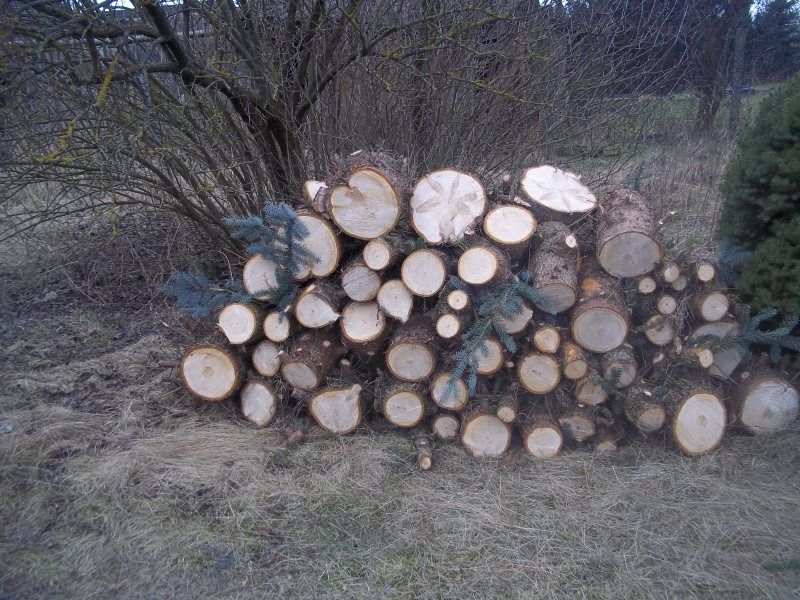 6 fichten ergeben nur einen kleinen stapel brennholz, finde ich