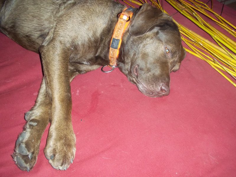 abends ist ozzy nur noch groggy