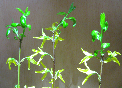 Forsythia.jpg