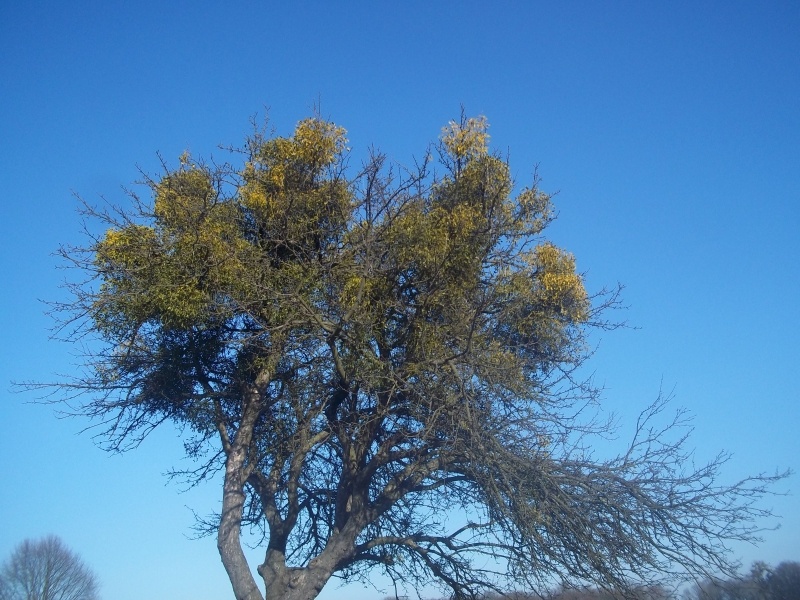 apfelbaum auf der leyline
