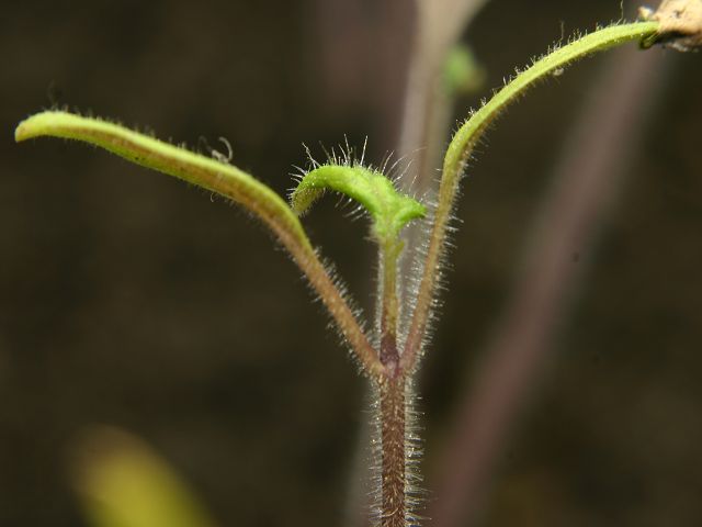 k-IMG_7093.JPG