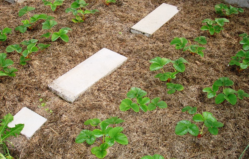 Erdbeeren im Herbst.jpg