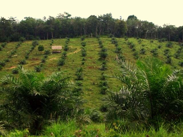 2 jaehr.Oelpalmen.jpg