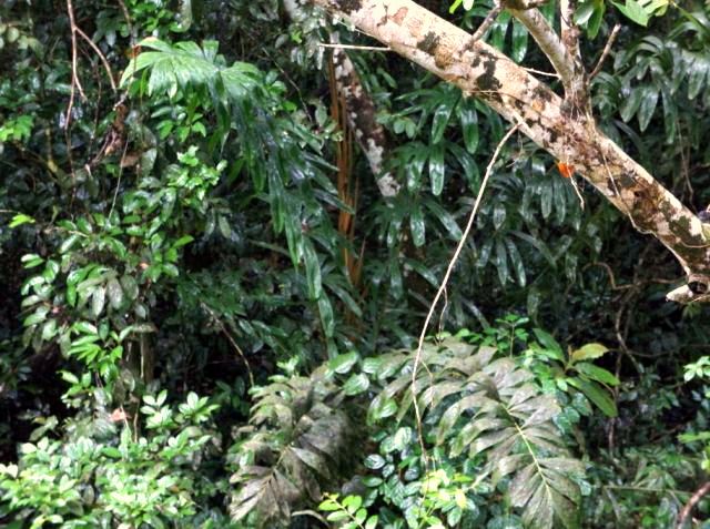 6 calamus Palme jung.jpg