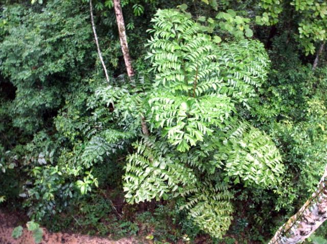 7 caryota Palme jung.jpg