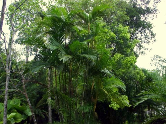 8 nenga pumila Palme 6Jahre.jpg