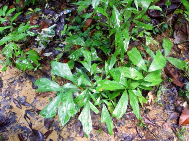 9Fischschwanzpalmen jung.jpg