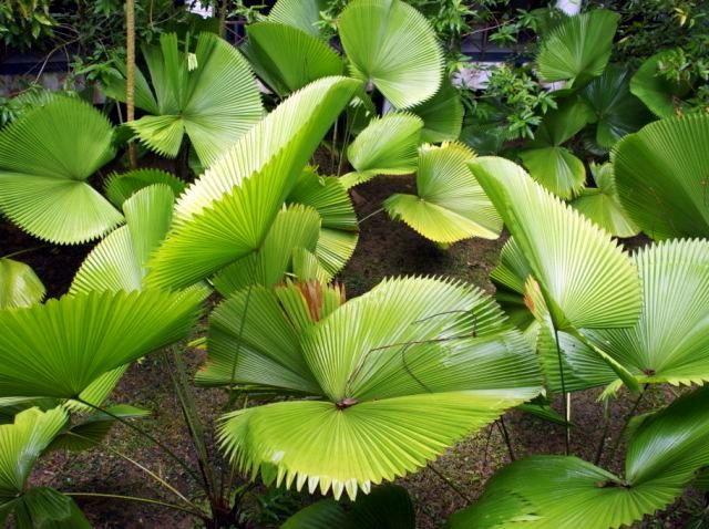 10 lady Palmen jung.jpg