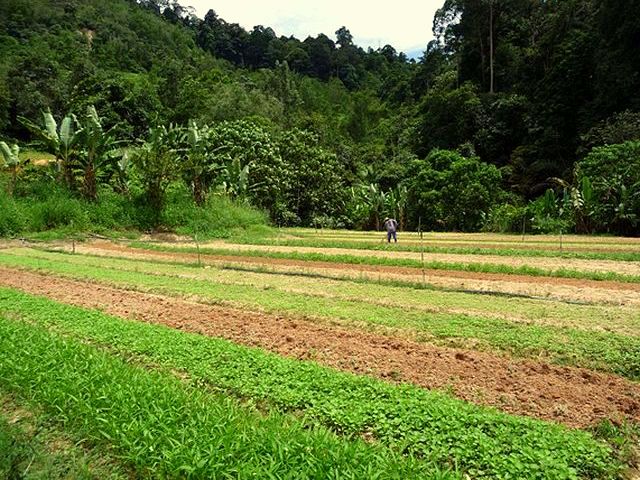 14 Gemueseanzucht mulchen.jpg