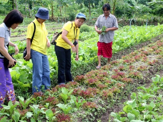 15 Gemuesekunden fuer Restaurant.jpg