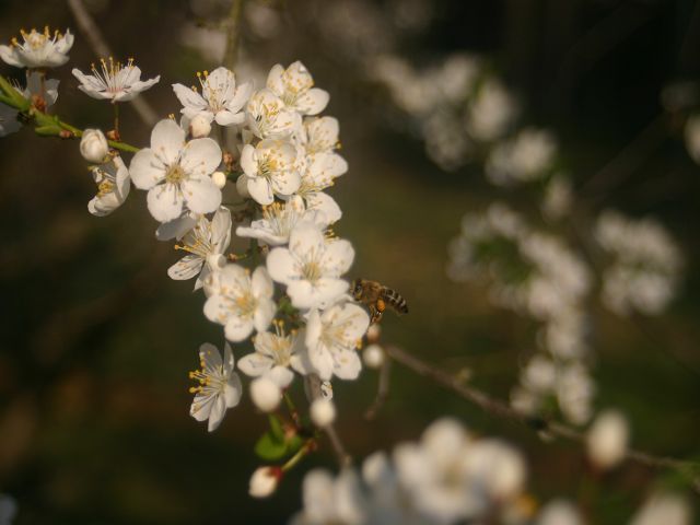 k-pflaume2.JPG