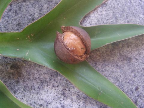 Macadamianuss.JPG