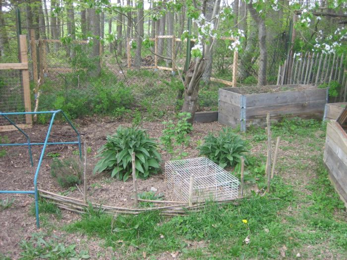 Kräuterecke mit Zaches Beinwell