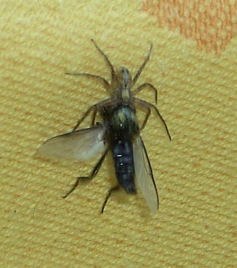 Fliegen003.jpg