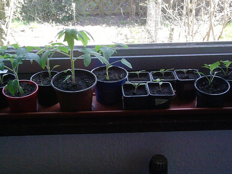 Mitte April- kleiner Einblick auf unsere Fensterbänke.