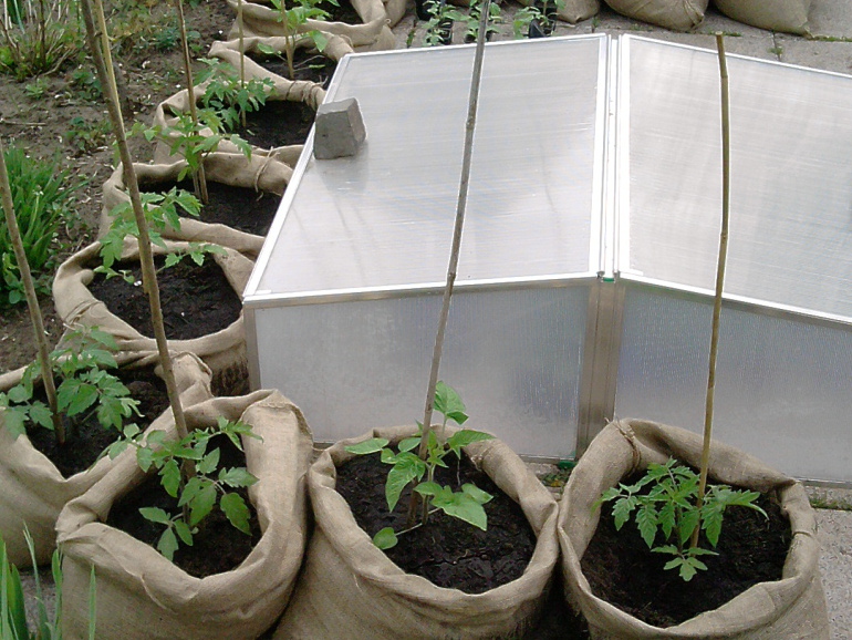 Was meint Ihr dazu? Die Hälfte der knapp 45 Tomatenpflanzen sind bereits untergebracht.