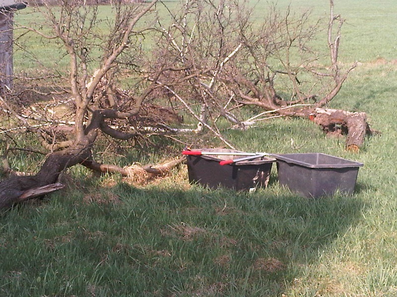 AA-gefällte Bäume1.jpg
