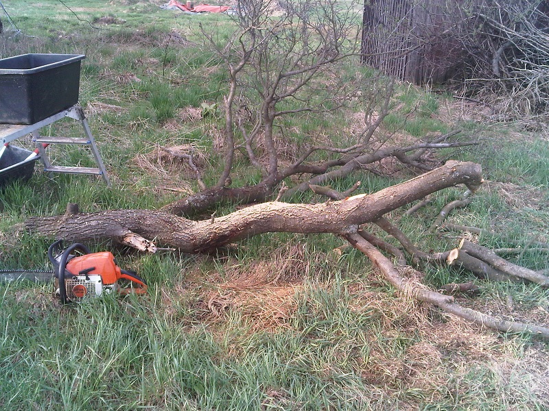 AA-Baumstamm halb entastet.jpg