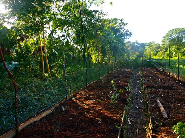 3bambusdach nachherfastgrossmulch.jpg