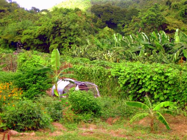 8chicken for manure1.jpg