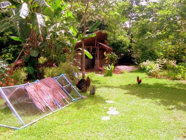 9chicken for- manure1.jpg