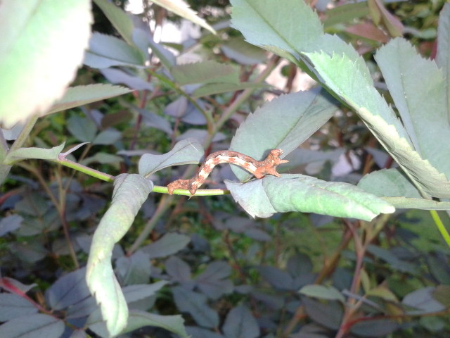 20130515_063817.jpg