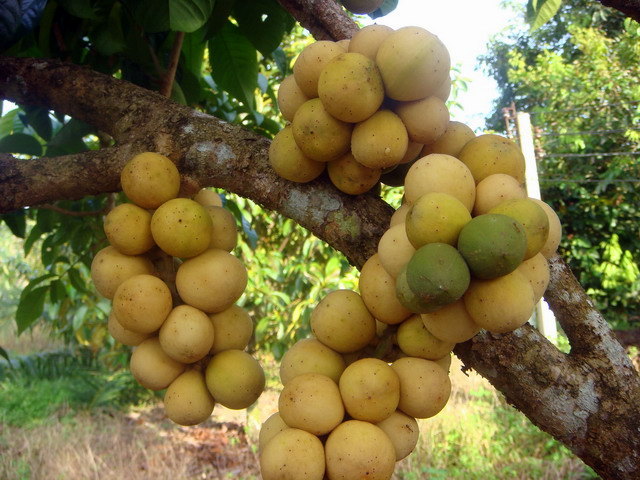 fruit3.jpg