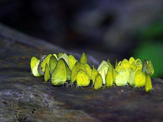 Butterflies In Ph.R.hills.jpg