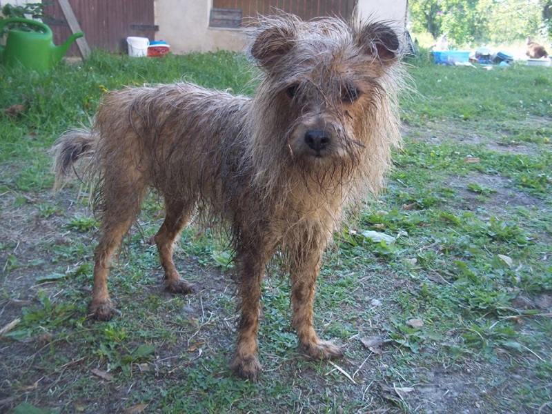 wilma drecksau800.jpg