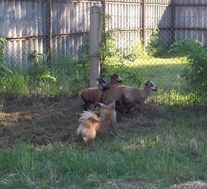 wilma schafehüterin8002.jpg