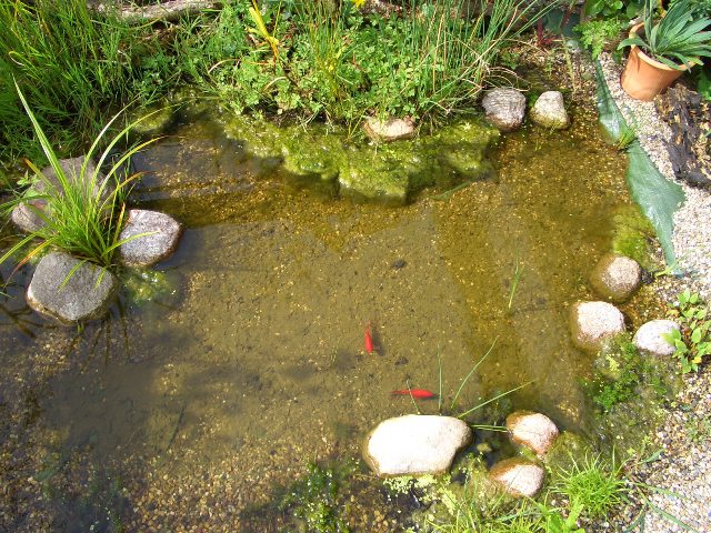 Teich Terrasse.JPG