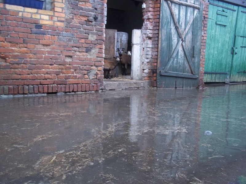 kameruner im stall.jpg