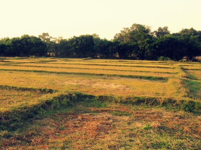 Totes Reisfeld nach Duerre- jetzt Brachland-nutzlos