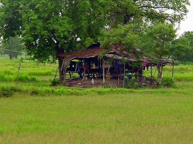 Vernachlaessigtes Reisfeld- aufgegeben, wer will es haben?