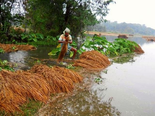 wenn schon die Reisfelder unter Wasser- dann wenigstens Haus und Hof schuetzen