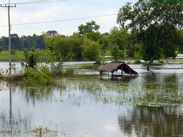 Einfach nur hoffnungslos, Reisfeld verlassen