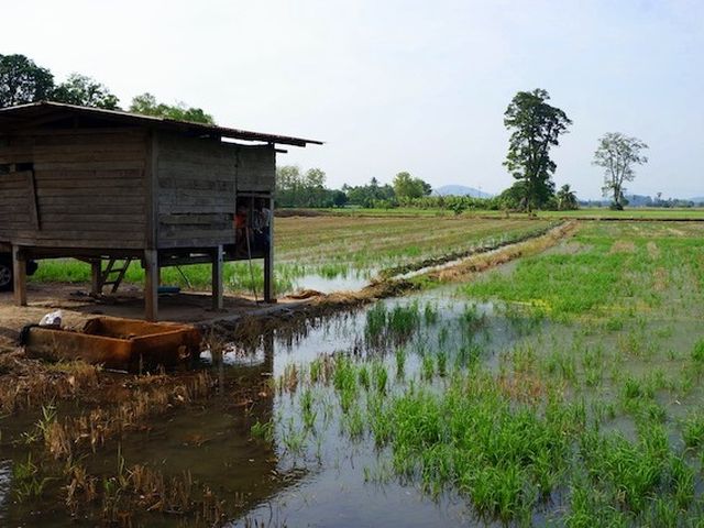 Reisfeld nicht hoffnungslos- aber verkommen und/oder verlassen