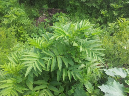 2013-06-02 14.53.38.jpg