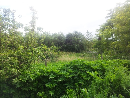 2013-06-02 14.53.56.jpg