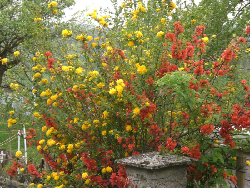 ein Frühlingsgruss.jpg