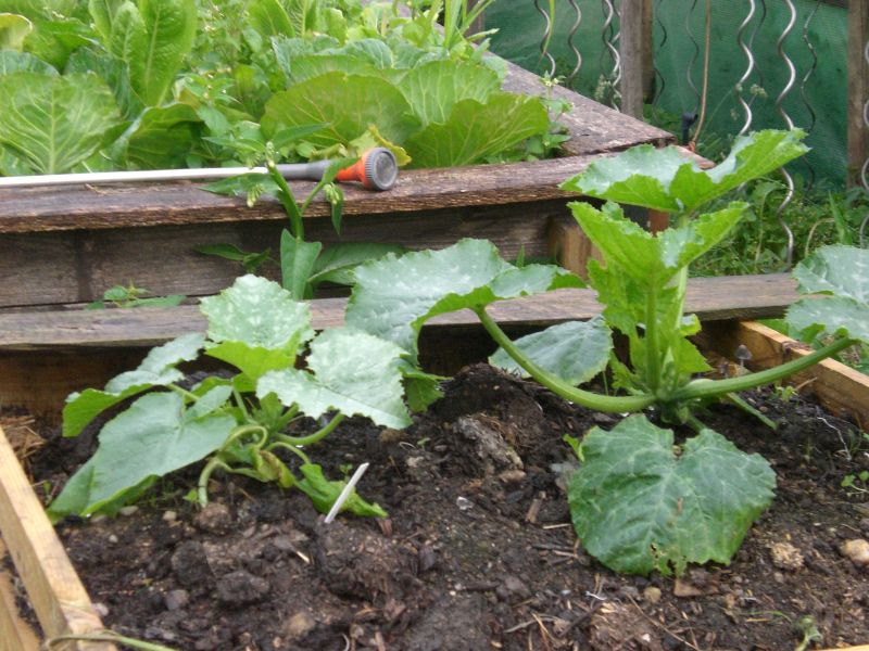 Rondini und Zuccini warten auf Sonnenschein