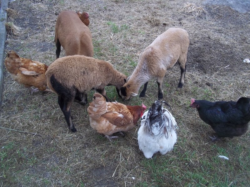 hmm lecker - schafpellets