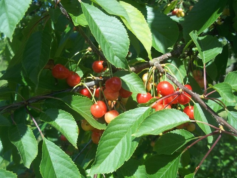 süßkirschen - rotgelb