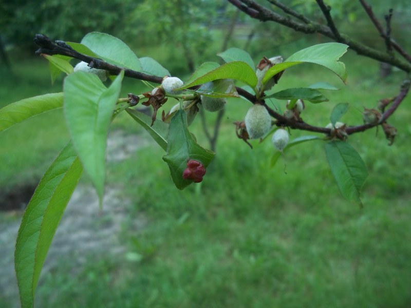 pfirsiche
