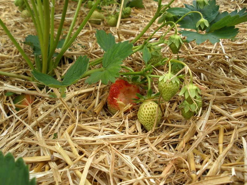 erdbeeren-angefressen.jpg
